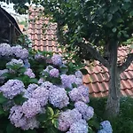 Nature Gacko
