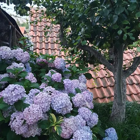 Nature Gacko